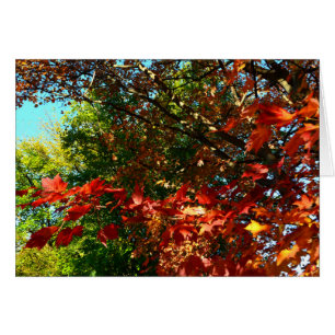 Maple japonés en otoño