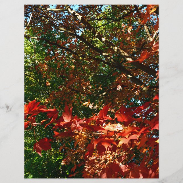 Maple japonés, hojas de árbol de otoño (Anverso)