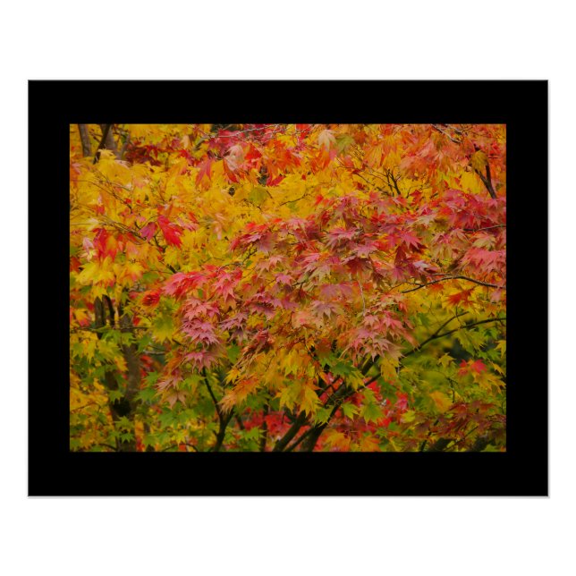 Maple Leaves Poster (Anverso)