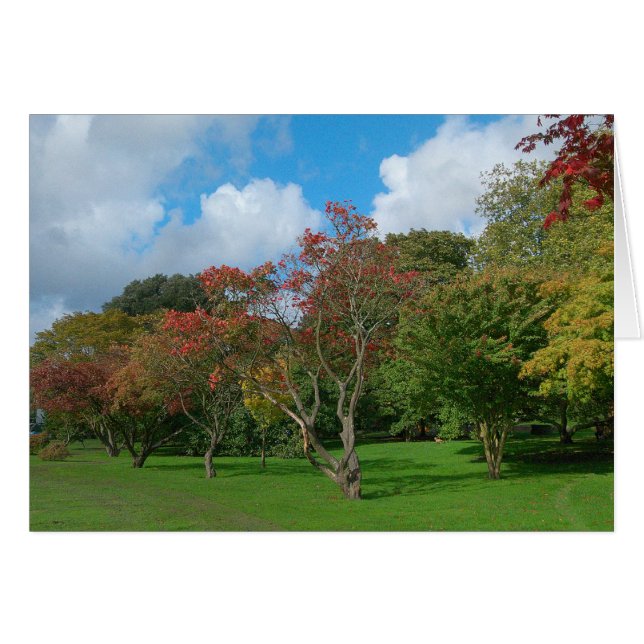 Maples japoneses, Bute Park, Cardiff. (Anverso (Horizontal))