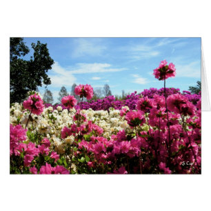 Mar de Azaleas, S Cyr