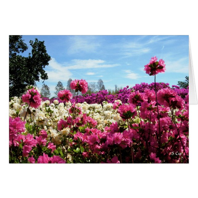Mar de Azaleas, S Cyr (Anverso (Horizontal))