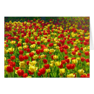 Mar de Tulipanes
