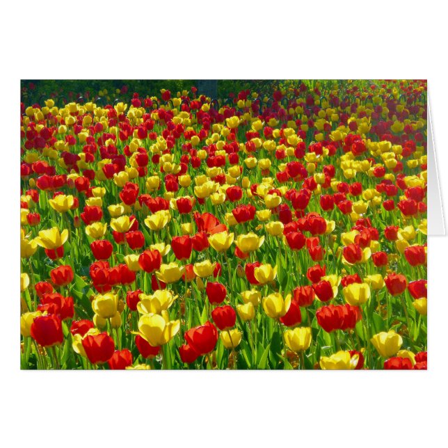 Mar de Tulipanes (Anverso (Horizontal))