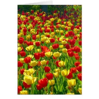 Mar de Tulipanes