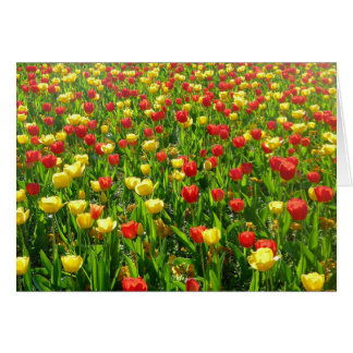 Mar de Tulipanes II