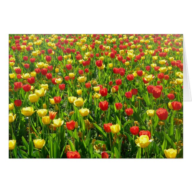 Mar de Tulipanes II (Anverso (Horizontal))