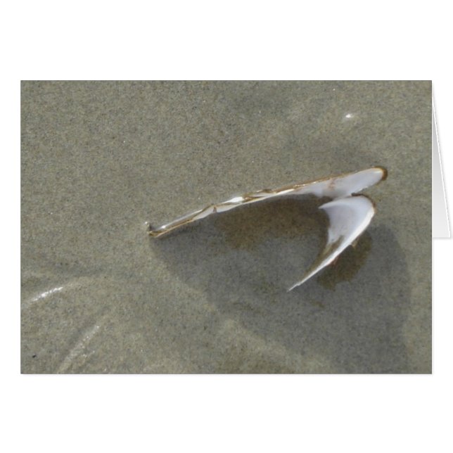 Mar enterrado Shell (Anverso (Horizontal))