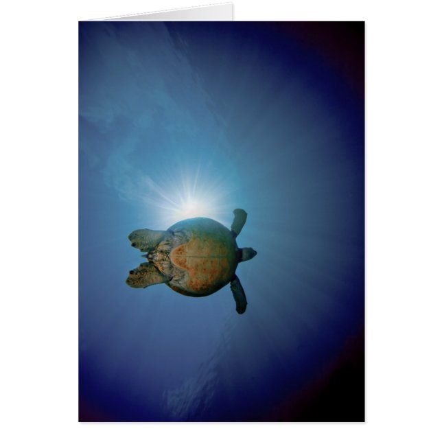Mar subacuático del Turtle| Andaman, Tailandia (Frente)
