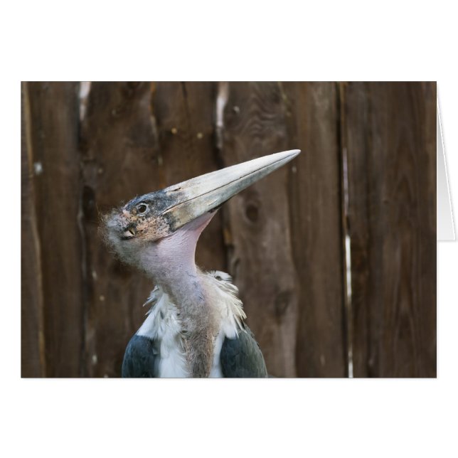 Marabou Stork (Anverso (Horizontal))