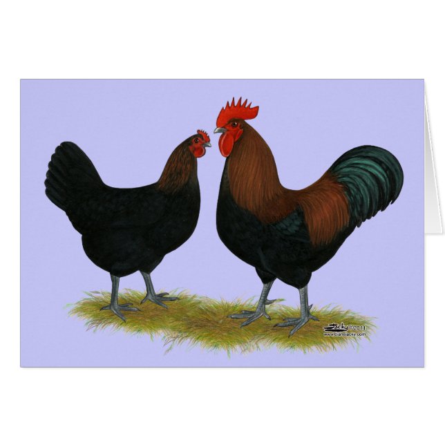 Marans Black Copper (Anverso (Horizontal))