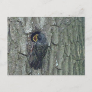 Maravilla con la tarjeta postal de bricolaje joven