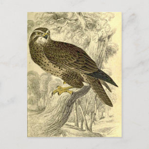 Maravilla:  Postal impresa de Vintage Jardine