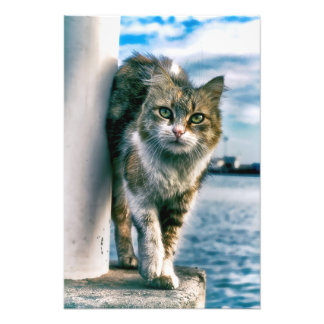 Maravillosa impresión de fotos de gatos