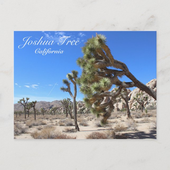 ¡Maravillosa postal Joshua Tree! (Anverso)