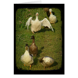 Maravilloso ave acuática