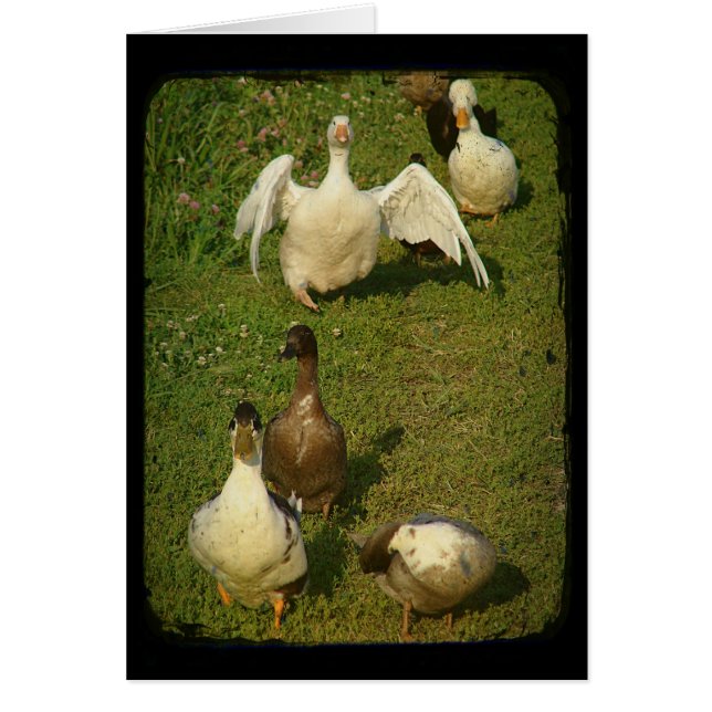 Maravilloso ave acuática (Frente)