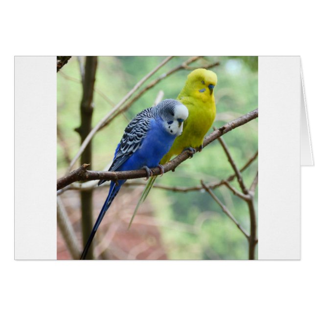 Maravilloso Budgie (Anverso (Horizontal))