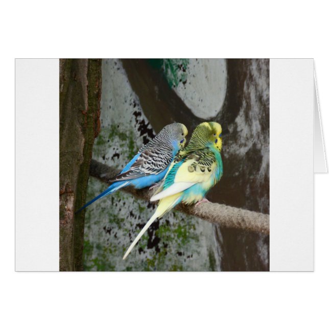 Maravilloso Budgie Bird (Anverso (Horizontal))
