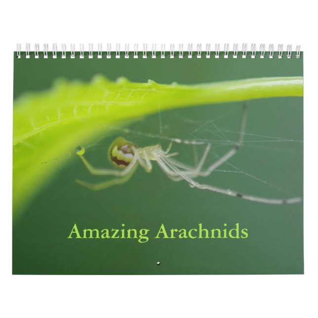 Maravilloso calendario arácnidos (Tapa)