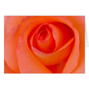 Maravilloso Naranja Rosa Bud