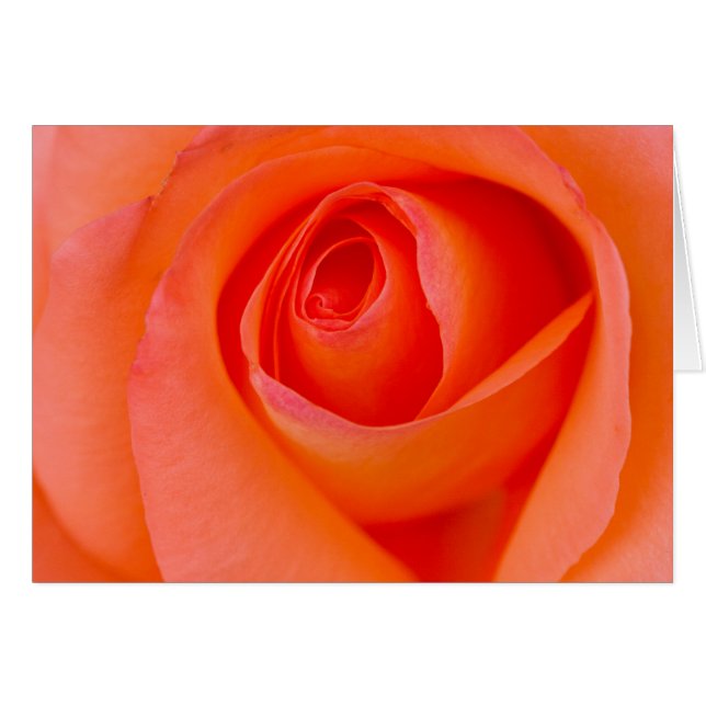 Maravilloso Naranja Rosa Bud (Anverso (Horizontal))