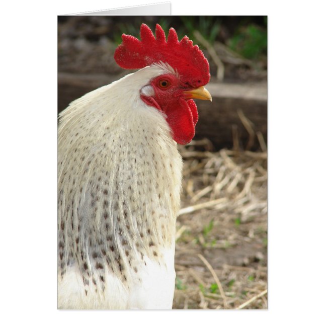 Maravilloso Rooster (Frente)