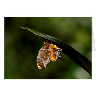 Marca de interrogación mariposa