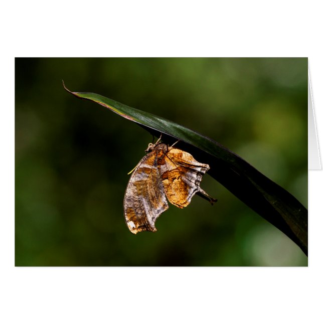 Marca de interrogación mariposa (Anverso (Horizontal))