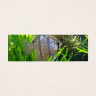 Marcador Angel Fish