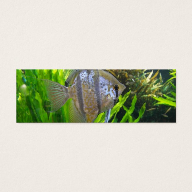 Marcador Angel Fish (Frente)