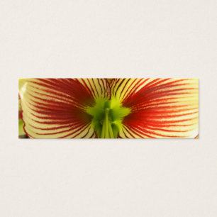 Marcador de mariposa Amaryllis