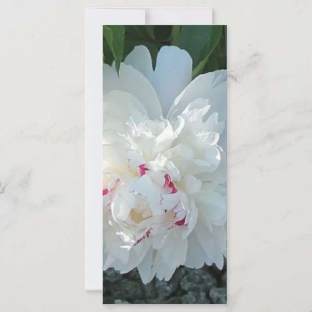 Marcador Romántico Peony (Anverso)