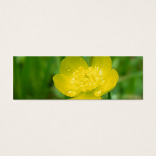 Marcadores de la Buttercup de Apalache
