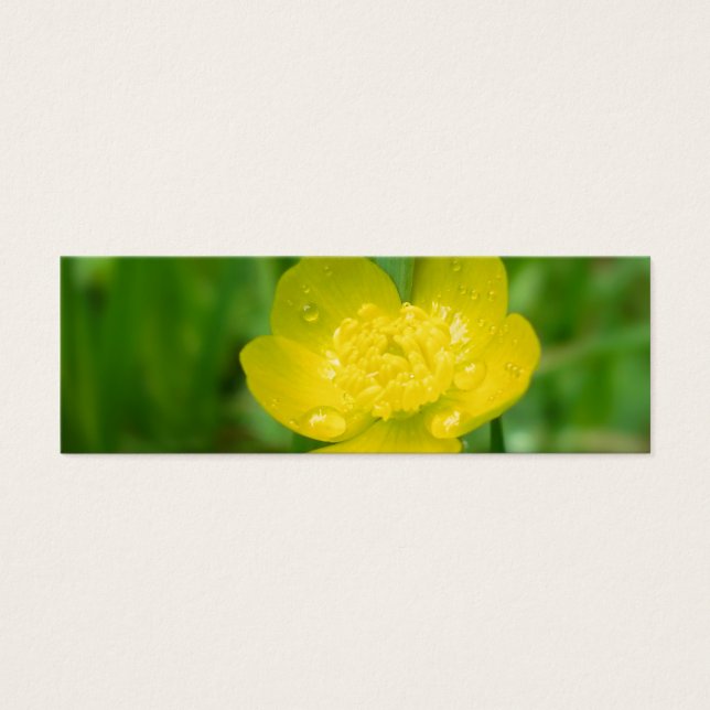 Marcadores de la Buttercup de Apalache (Frente)