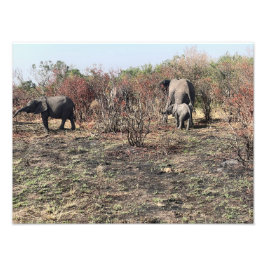 Marco de Foto de Elefante Africano