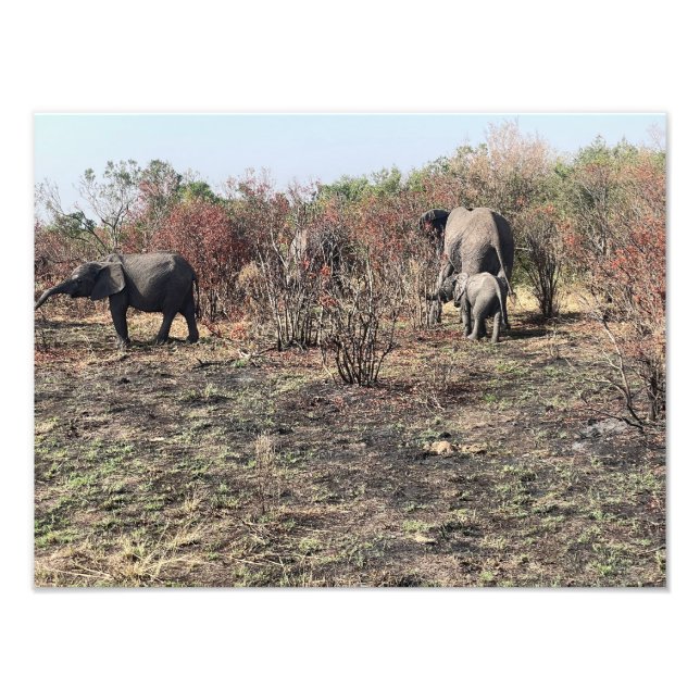 Marco de Foto de Elefante Africano (Frente)