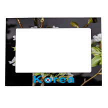 Corea Florecimiento del cerezo blanco
