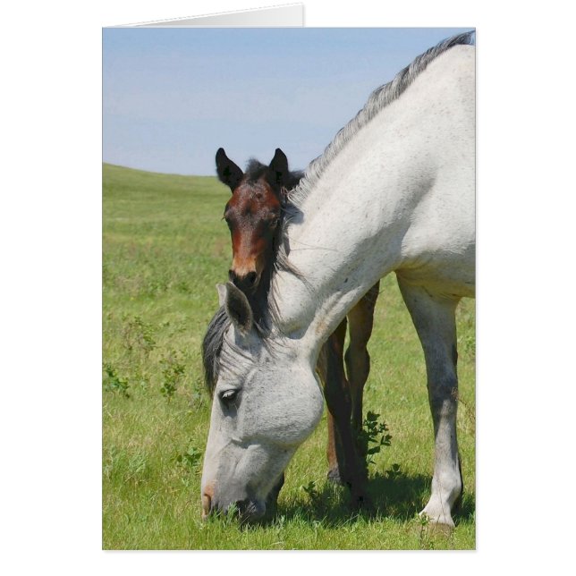 Mare Grazing con Colt (Frente)