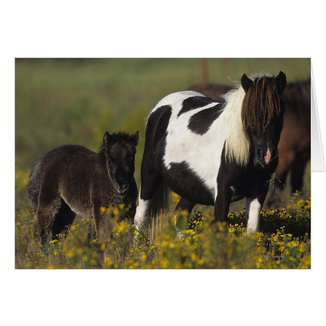 Mare y pie en miniatura en las flores (Anverso (Horizontal))