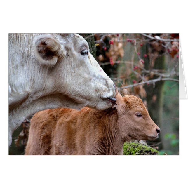Maremmana Cow Licing Calf (Anverso (Horizontal))