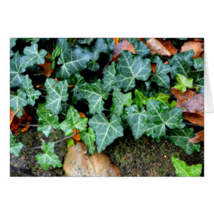 Marfil botánico verde y piedra de campo