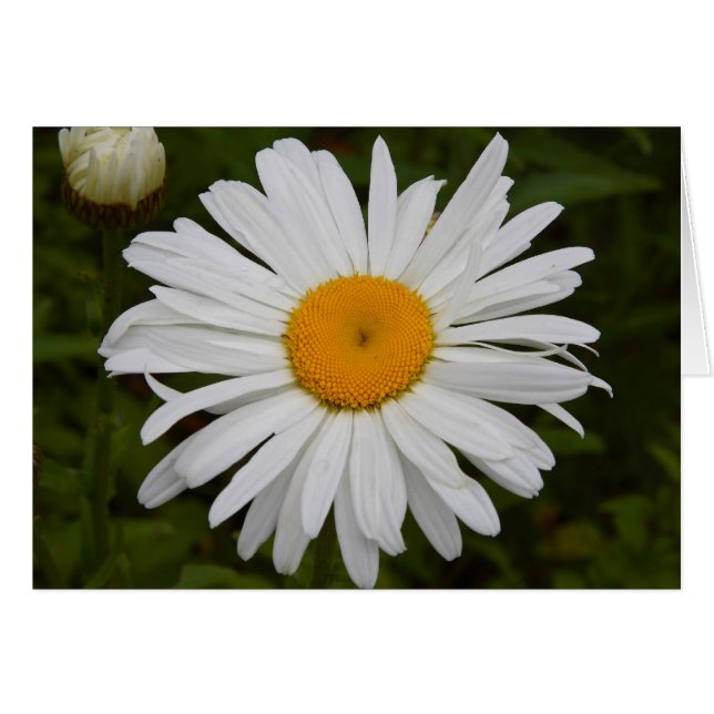 Margarita (Anverso (Horizontal))