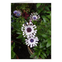 Margarita africana blanca