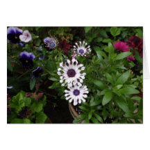 Margarita africana blanca