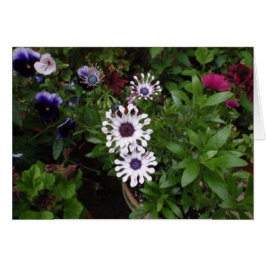 Margarita africana blanca