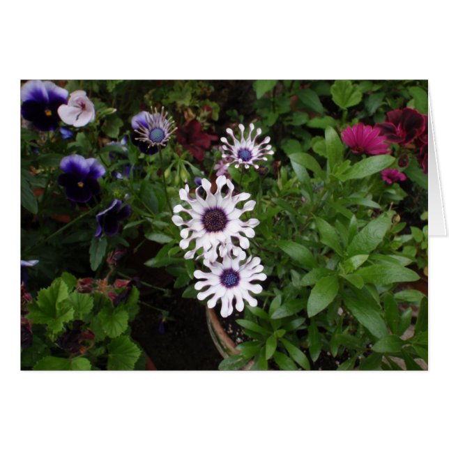 Margarita africana blanca (Anverso (Horizontal))
