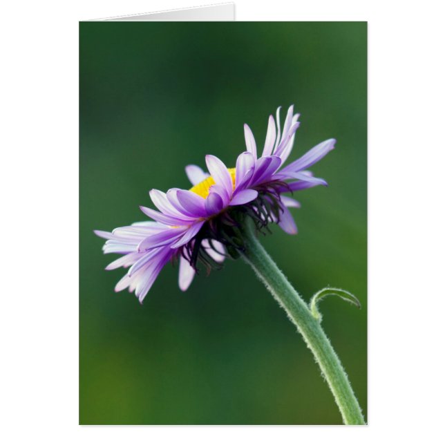Margarita Alpina (Frente)
