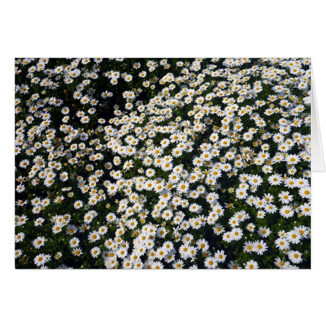 margarita blanca (Anverso (Horizontal))