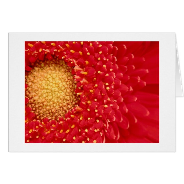 Margarita de Gerber (Anverso (Horizontal))